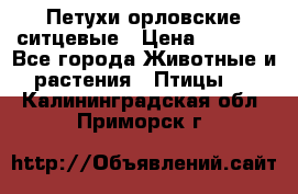 Петухи орловские ситцевые › Цена ­ 1 000 - Все города Животные и растения » Птицы   . Калининградская обл.,Приморск г.